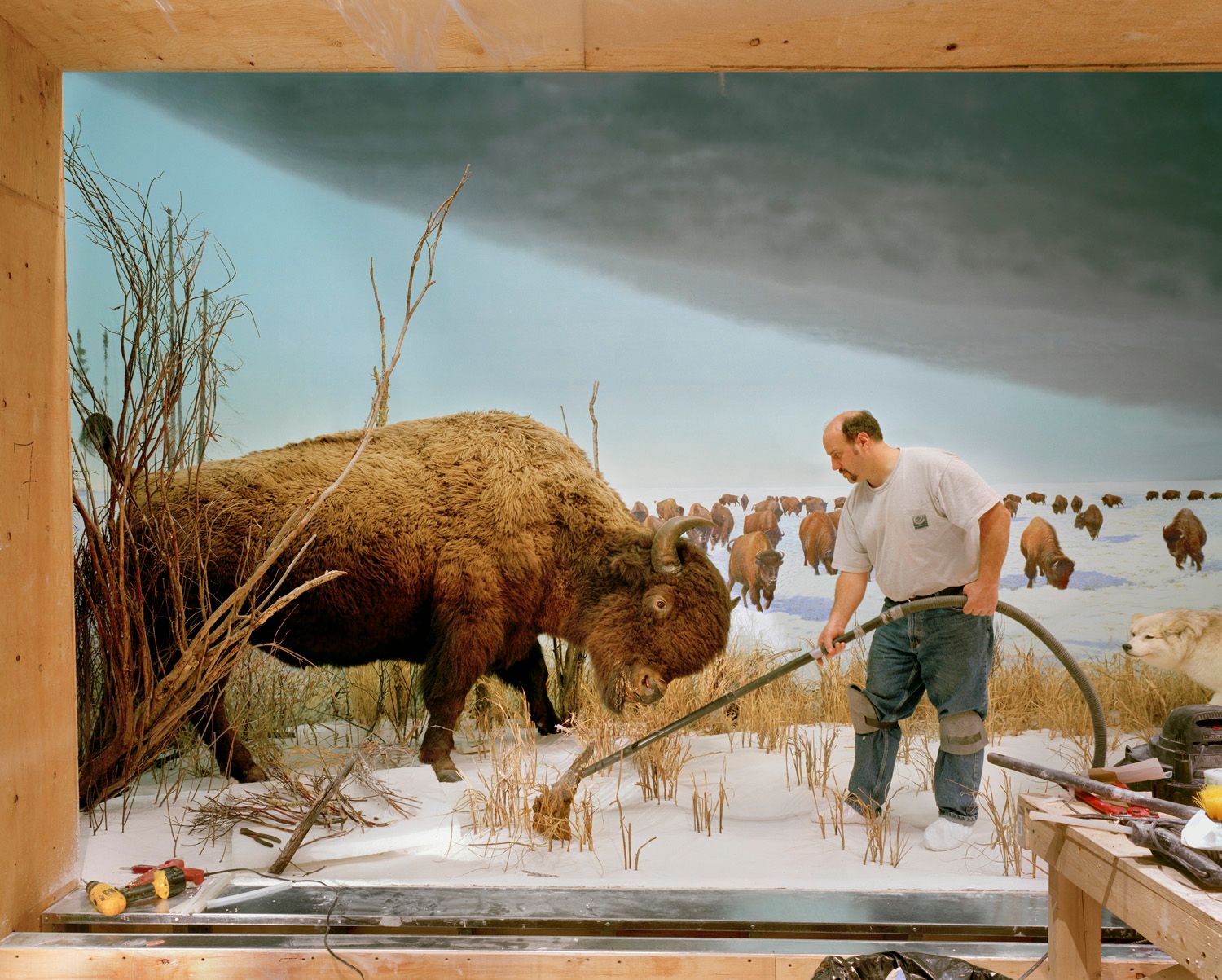 Man with Buffalo